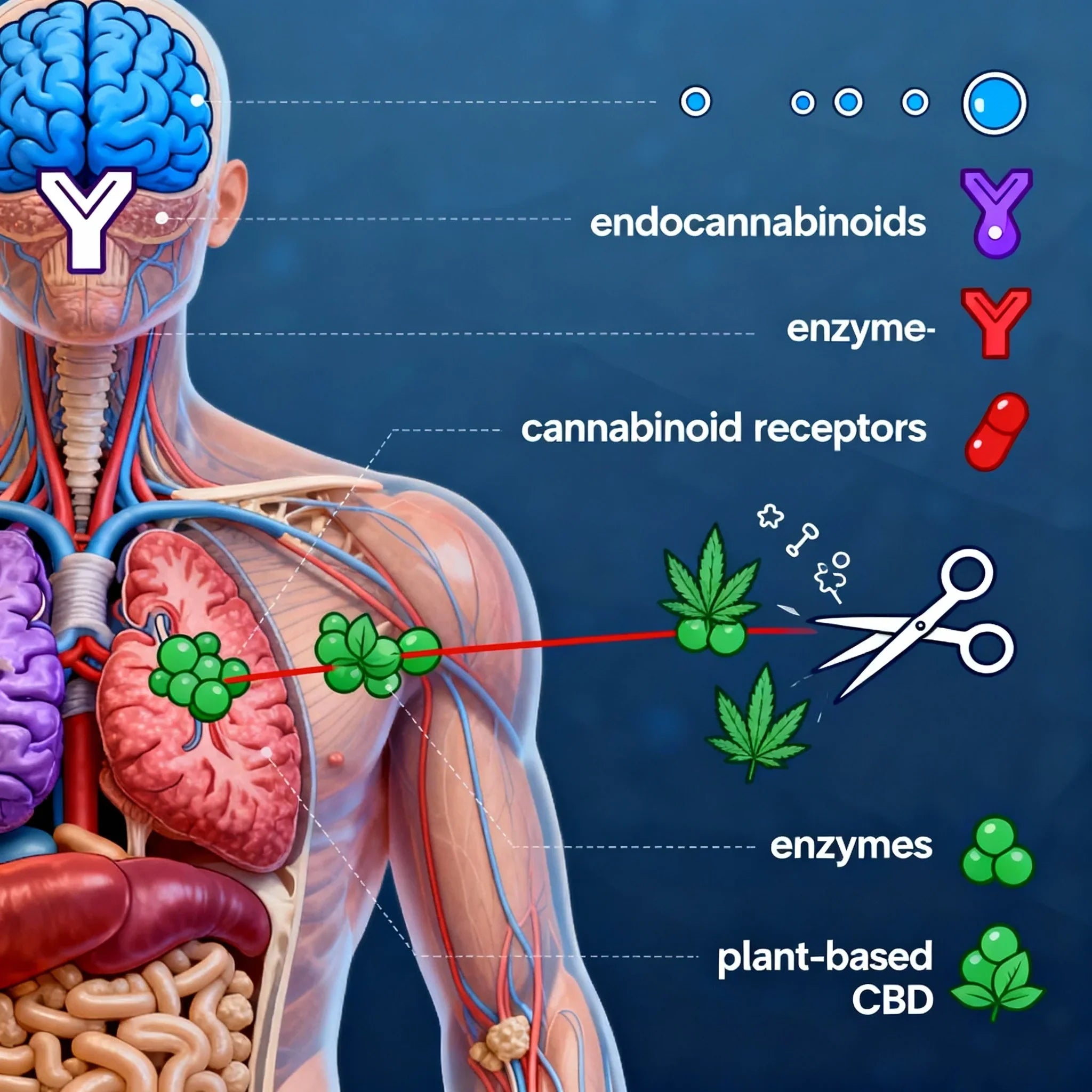 Understanding The Endocannabinoid System: Balance in the Human Body