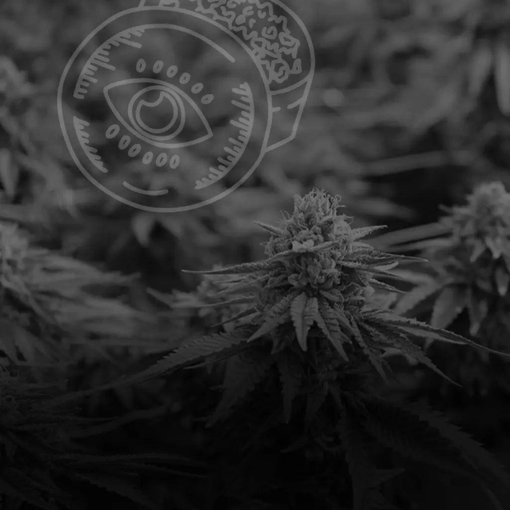 Budget CBD Flower UK — Quality Hemp Buds at Affordable Prices