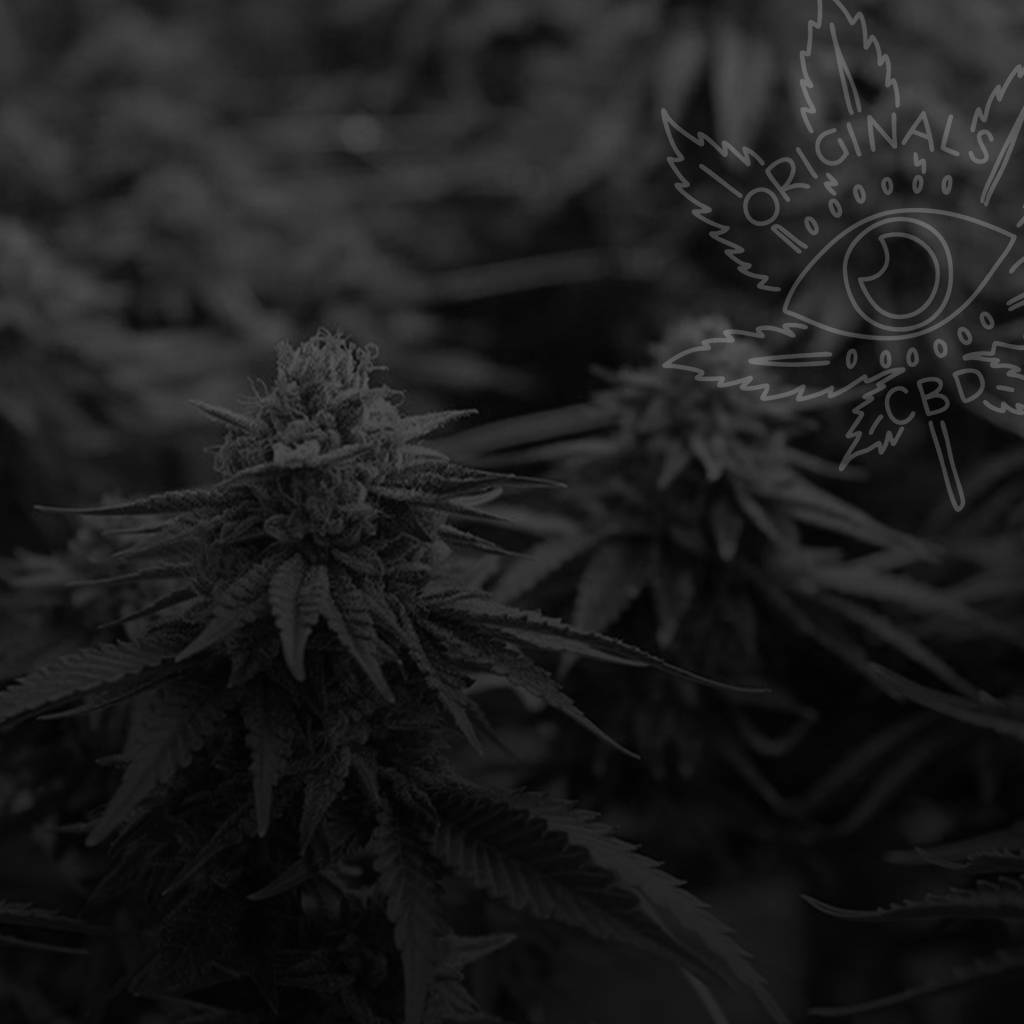 CBD Flower Wholesale UK — Trade Pricing for Retailers & Businesses