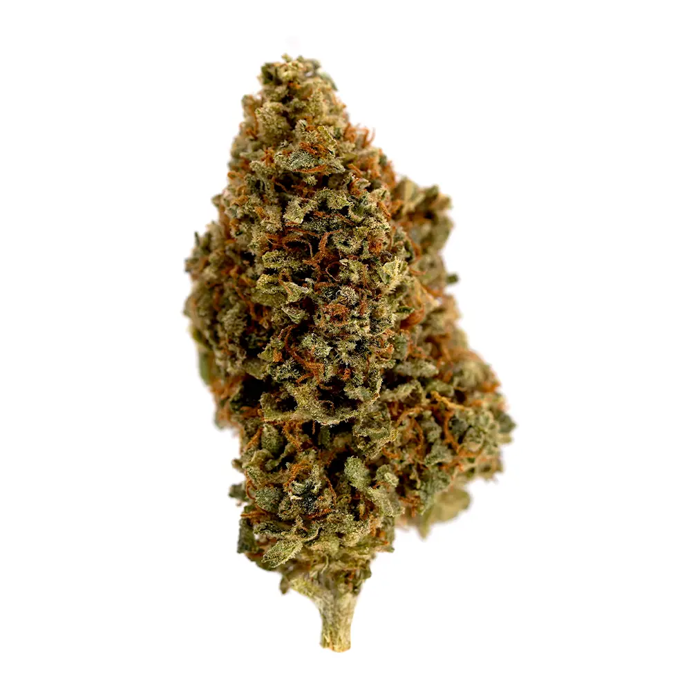 Gorilla Orange CBD Flower – Top Selling CBD Flower from the Best CBD Flower Shop in the UK, featuring the OriginalsCBD Logo. Loved for its citrusy punch and premium quality!
