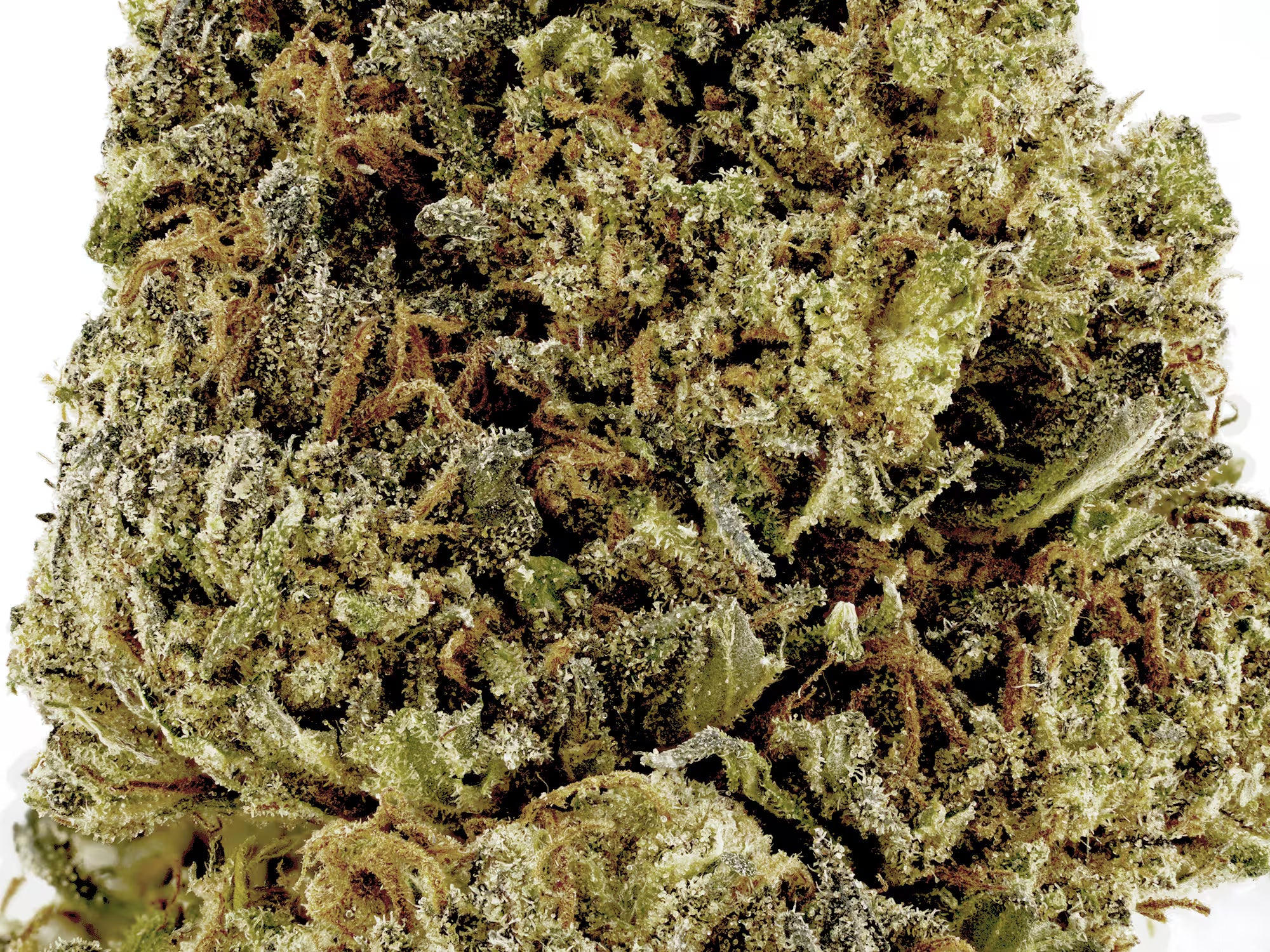 this is a close and detailed picture of Oregon's Royal OG CBD bud.
