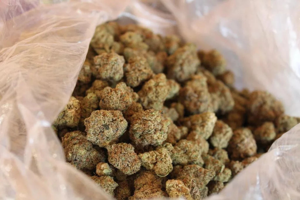 Image of Lots of CBD Buds in a Bag 