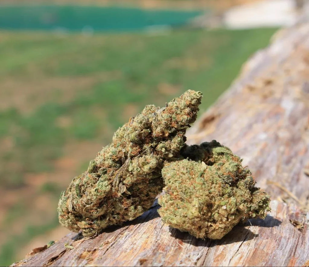 THC vs. CBD – Which One is Right for You?