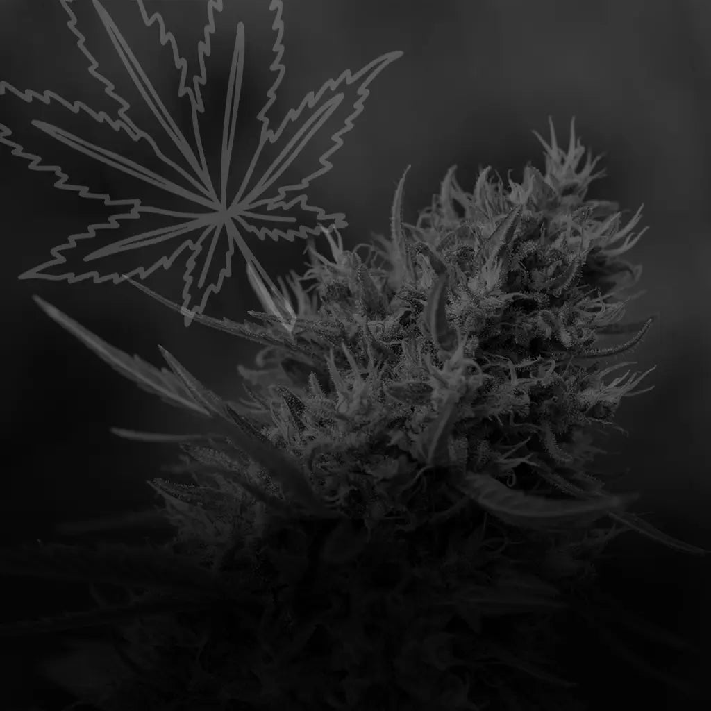 Black Friday CBD Flower UK