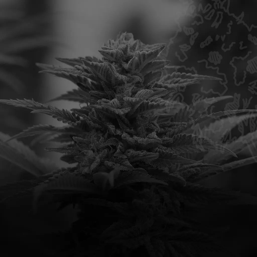 Sungrown CBD Flower