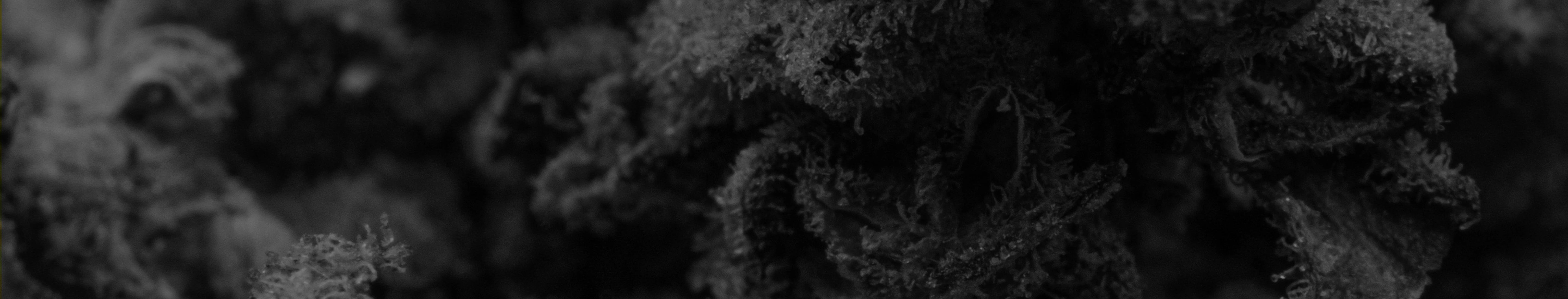 This is a banner for About Us Page the image is showing close look of some premium CBD Flowers in Black and white color.