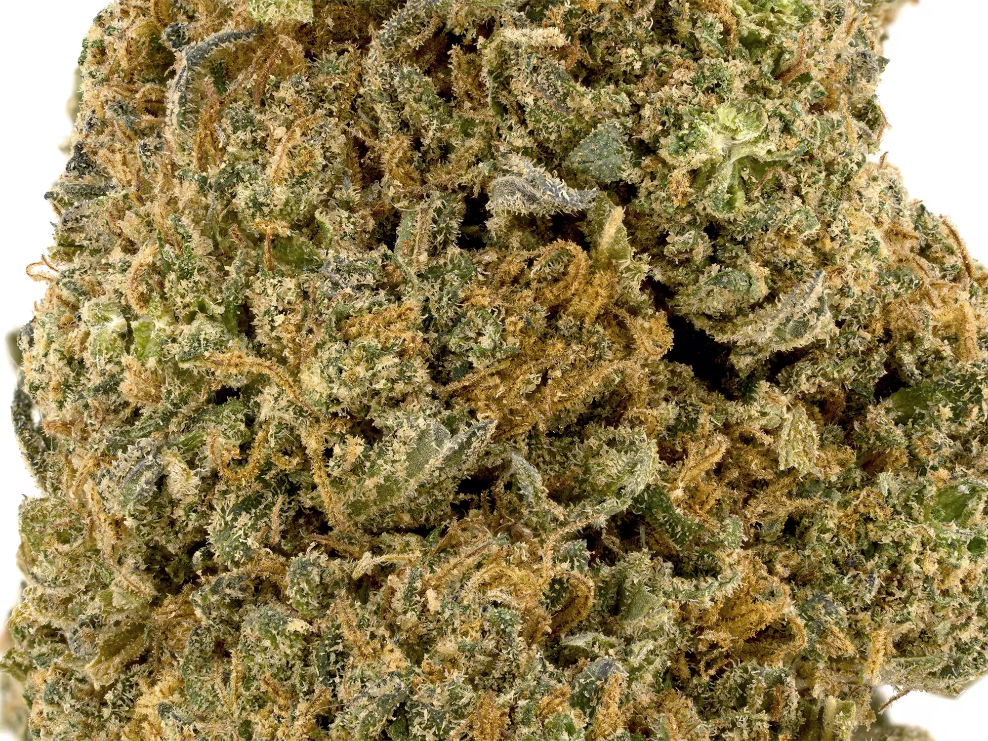 in this image you can see the very details of Allium OG CBD Flower with white background. this is a close-up of this CBD Bud.