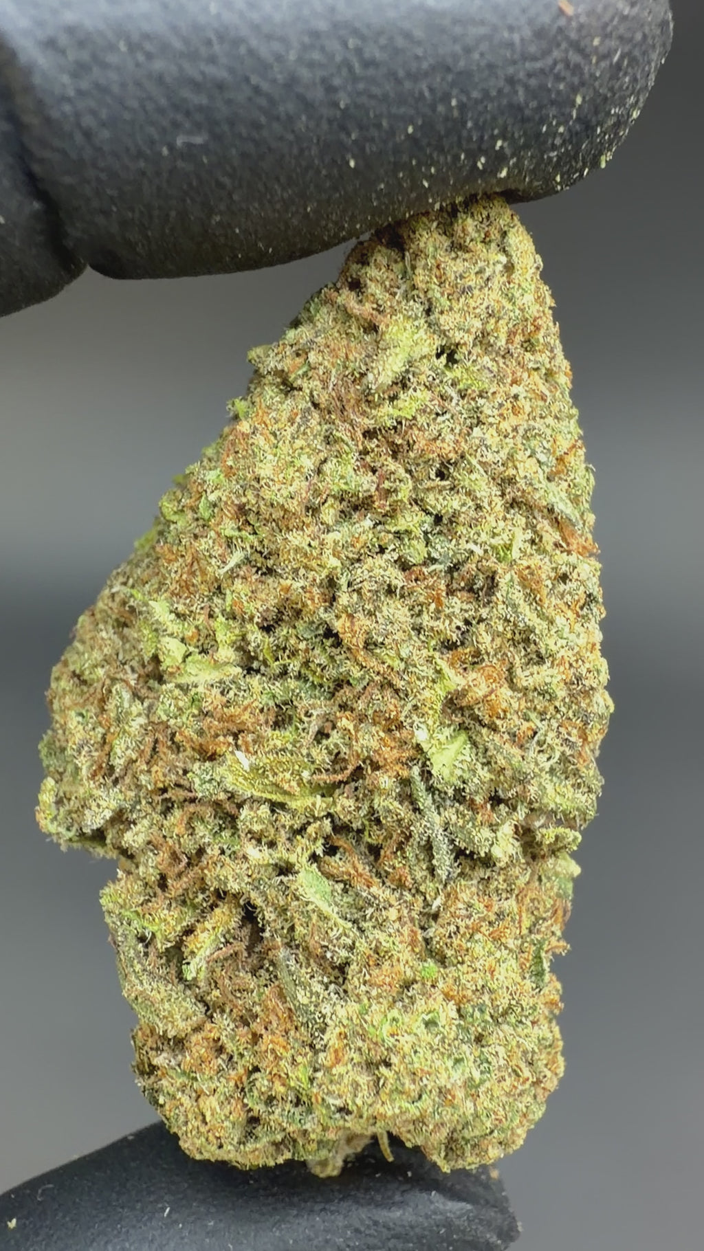 Video of Critical Berries CBD Flower. You can see each and every single details of this CBD hemp bud from this video