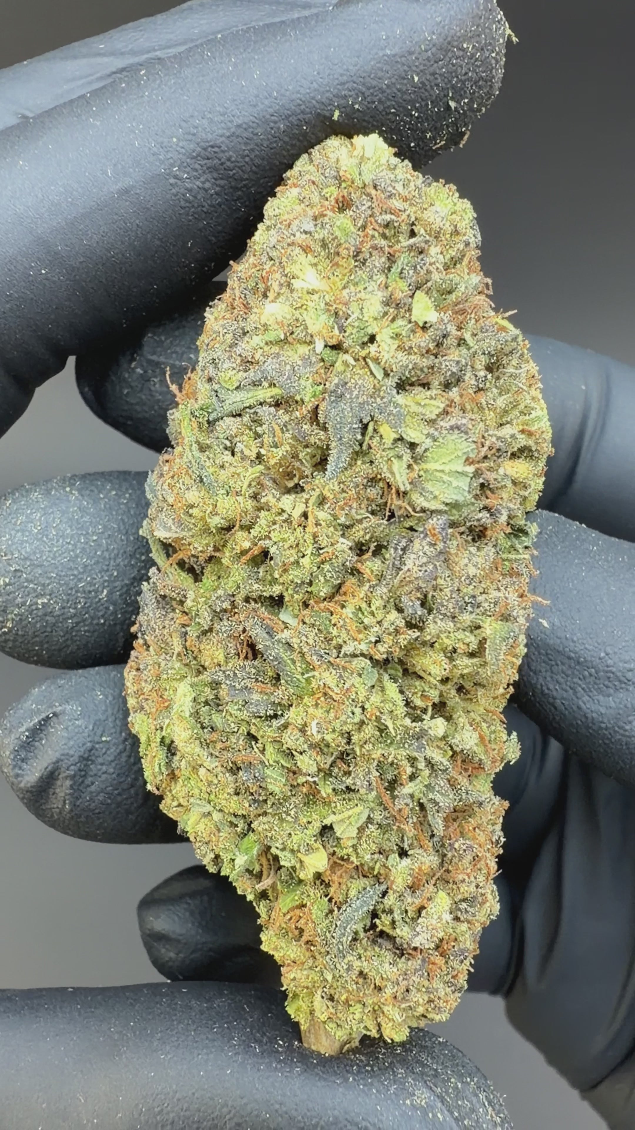 This Video is Showing Oregon's premium Indica-dominant hybrid bred, Royal OG CBD flower's Freshness and Detailed Look 2 Hand is Holding the Bud and Showing from Every Angle.
