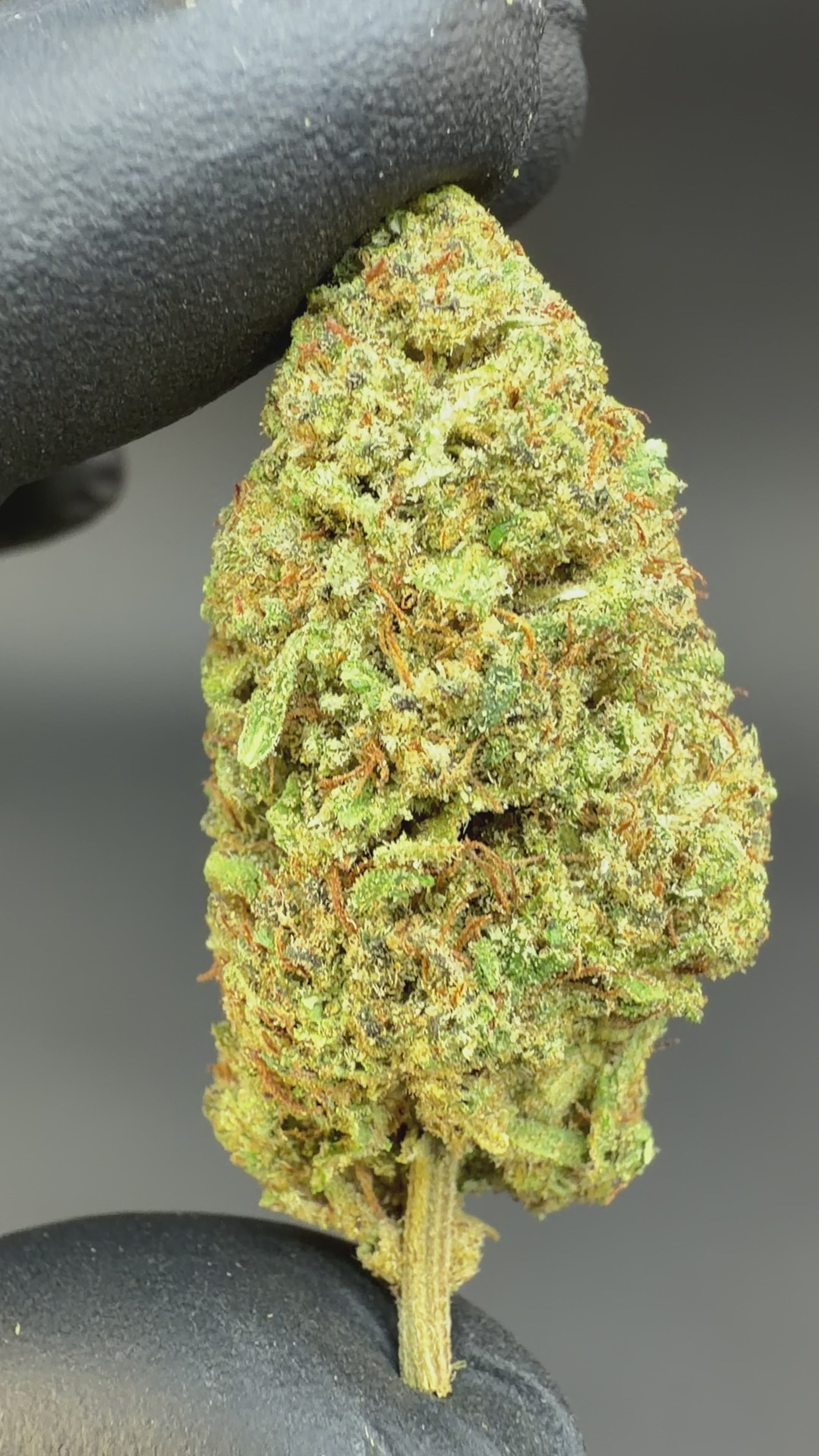 This Video is Showing Oregon's premium Sour Lifter CBD flower Freshness and Detailed Look 2 Hand is Holding the Bud and Showing from Every Angle.