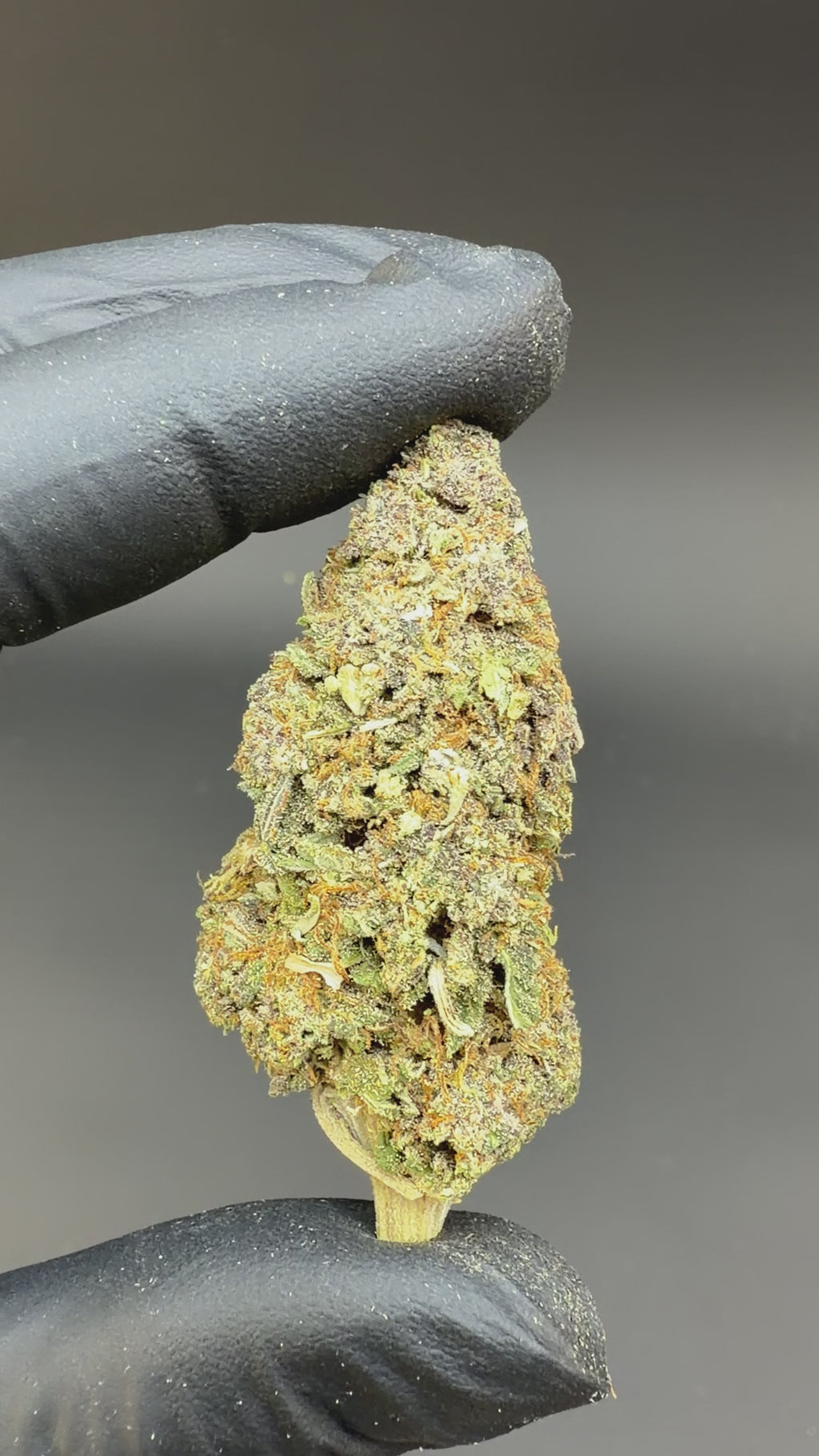 This Video Is Showing The Real World Close-up of the Puff Pastries CBD flower You Can See the every angle's view of This hemp flower